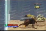 Arı ile akrep kavgası (Böcek Dövüşleri)