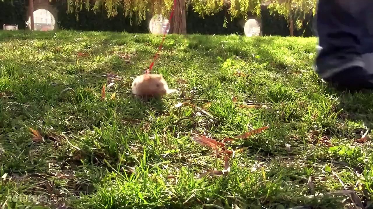 Hamster on a leash at the park
