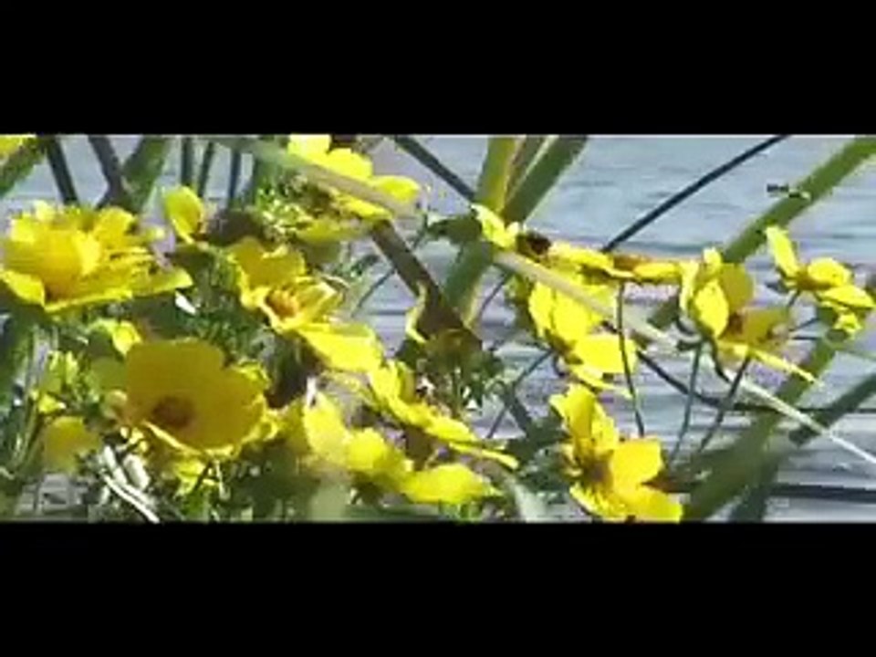 Dj SANDOORS /SMOOTH LAKE & SMOOTH PEOPLE +SMOOTH MUSIC