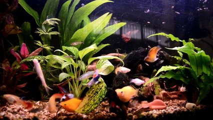 Acuario 100% natural con filtro biologico casero y generador de co2