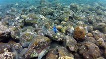 Palette Surgeonfish - Snorkelling (3m), Tulamben, Bali 12/05/12 - GoPro HD Hero2