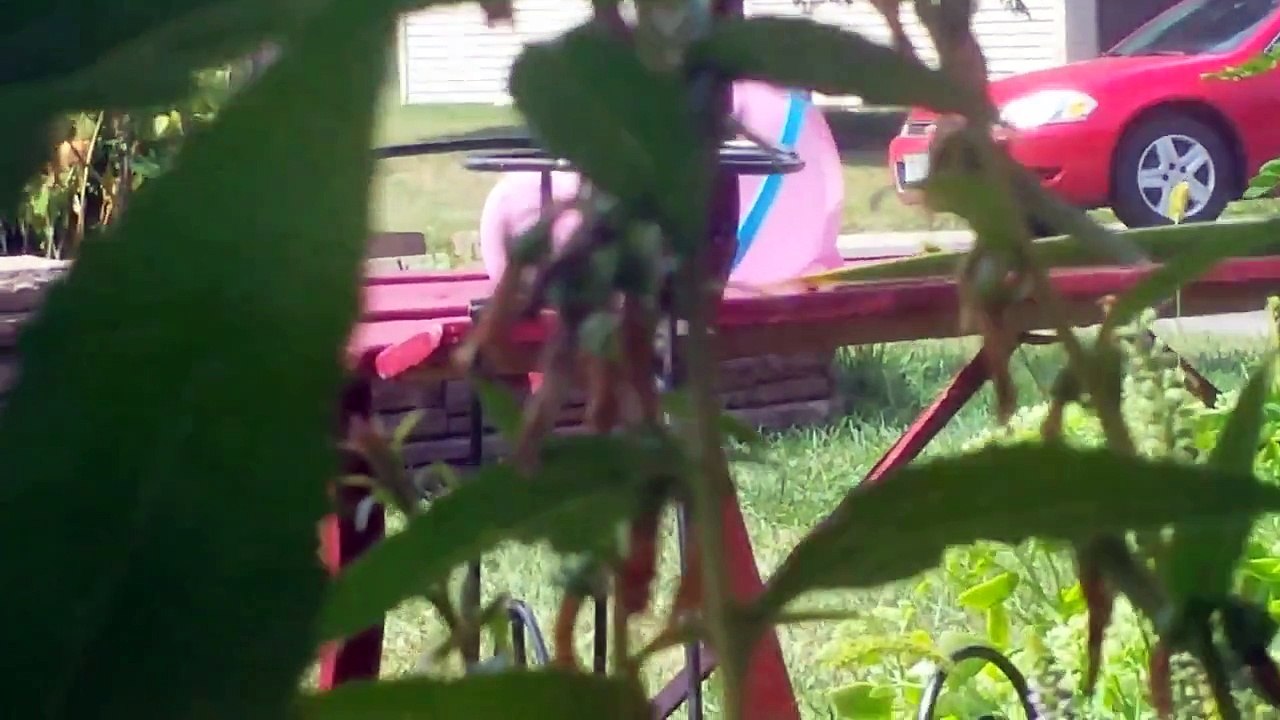 Cute Kitten Moments and Kitten vs Cat Wrestling