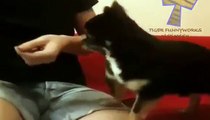 Funny cats and dogs begging for food   Cute animal compilation