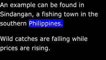 Overfishing Threatens Asia's Wild Fish Stocks -  VOA Special English Agriculture Report.