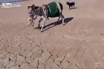 Eşeğe Saldıran Tilki Hayatının Hatasını Yaptı!