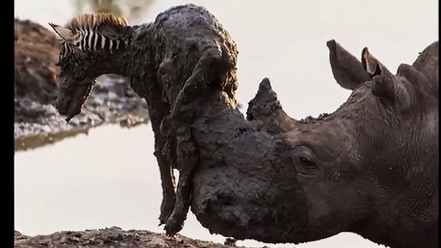 Yavru Zebrayı Kurtarmak İsterken Öldüren Gergedan