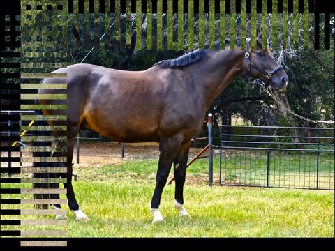 Dutch Warmblood Horses Breed!