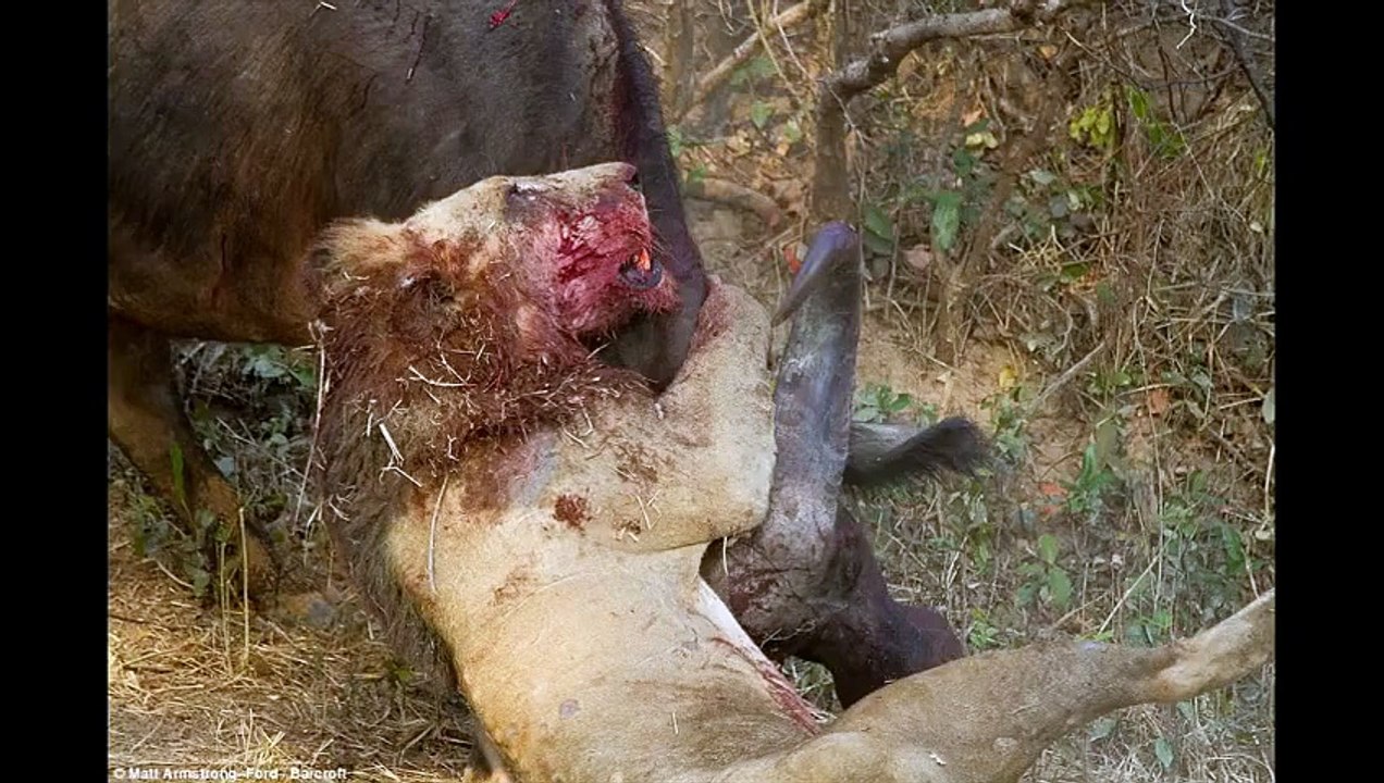Bufalo Aslanı Perişan Etti