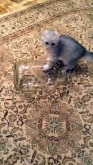 Kedinin Girip Çıktığı Yere İnanamayacaksınız