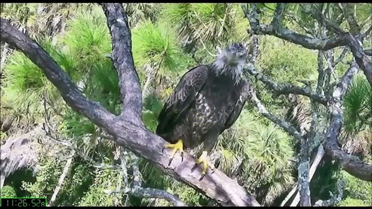 AEF-NEFL Eagles  10-10-14  Sticks, A Young Visitor & Game of Peek-a-boo
