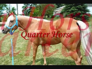 Worlds Most Beautiful Pony Horses at liberty