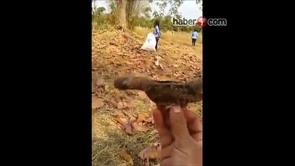 Bu Kuşu Görenler Şaşırıyor