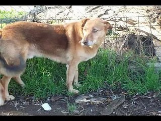 Associazione GACR - CercoCuccia.it - Rifugio animali abbandonati