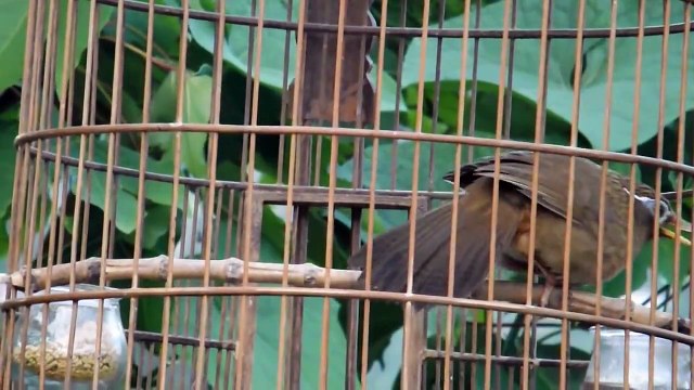 663(2): Đuôi xòe (ĐÃ BÁN)