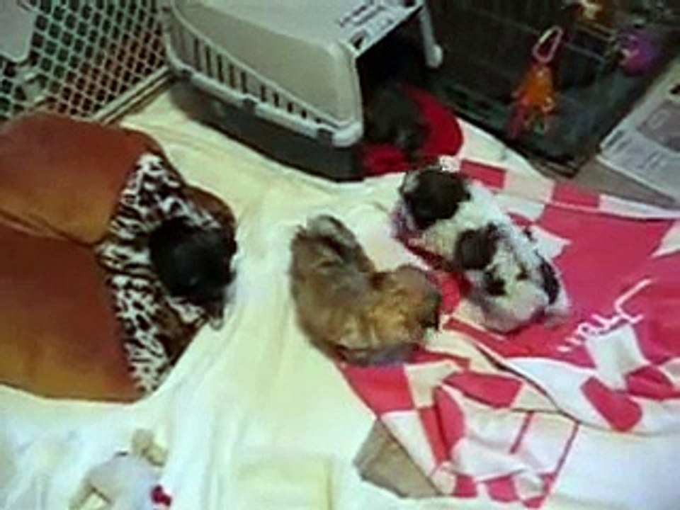 Maggies' 7 week old pups
