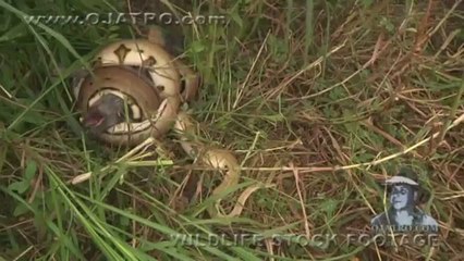 Giant pythons attack, kill wild pigs