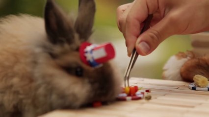 Tiny Hamster having Tiny BBQ for 4th July Celebration