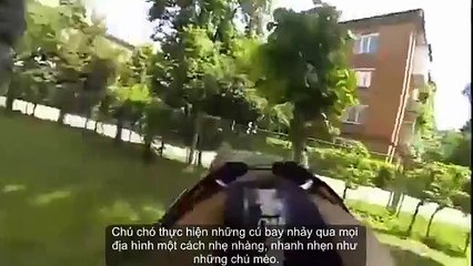 kung fu dog acrobatic performances