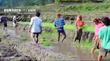 Ropai In Nepal, Rice Cultivation, Paddy Cultivation, Pokhara Ropai