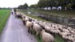 Doku: DAS GROSSE FRESSEN  - Schafe machen Neophyten den Garaus