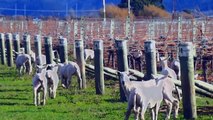 Stříhání ovcí na vinici - Nový Zéland (II)