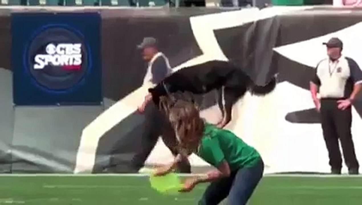 狗特技表演秀 Dog stunt show and trick contest
