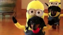 Des bébé chiens déguisés en Minions. Plus craquant tu meurs!