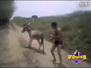 Man Vs Donkey Fight Funny Video