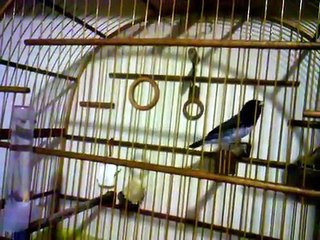 coleiro papa capim do peito branco tui tui bom demais