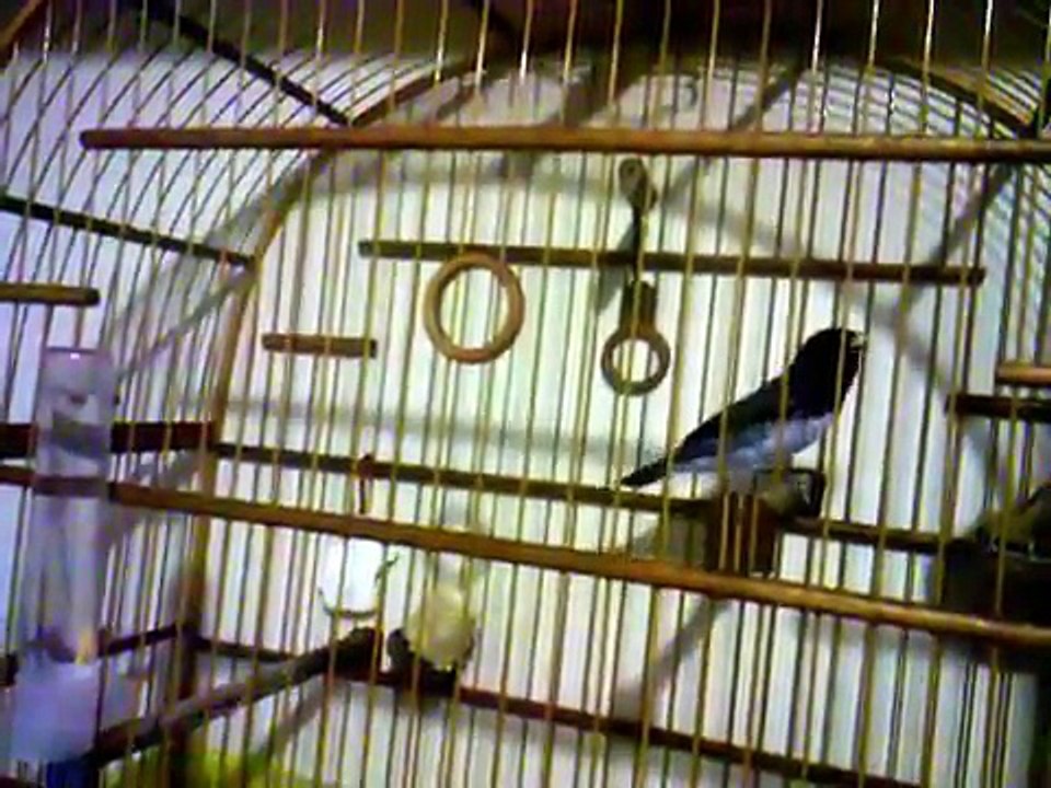 coleiro papa capim do peito branco tui tui bom demais