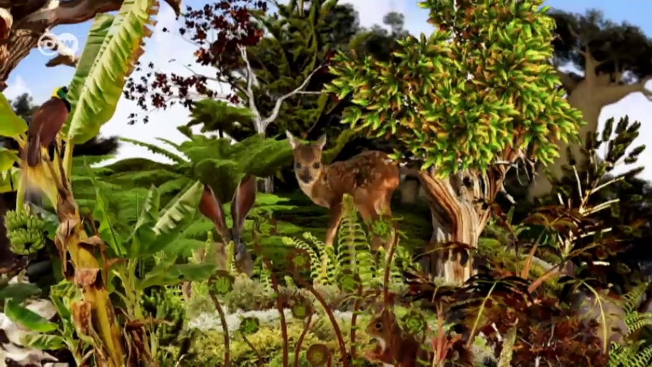 Peru: Kaffeebauern als Waldschützer  | Global 3000