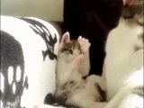 Ce bébé chat copie sa maman pour se laver - Trop adorable