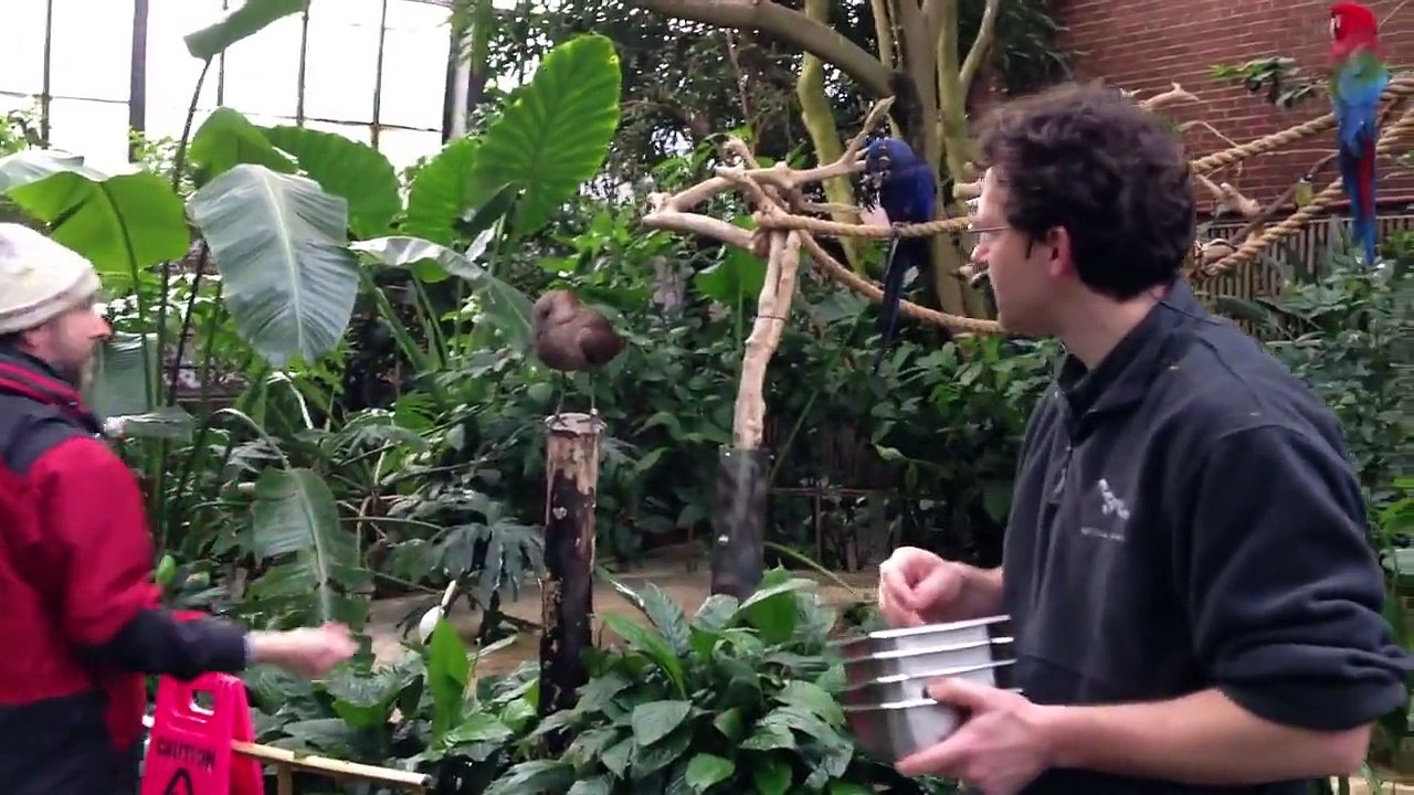 Rainforest Morning Feeding at National Aviary 2-11-12