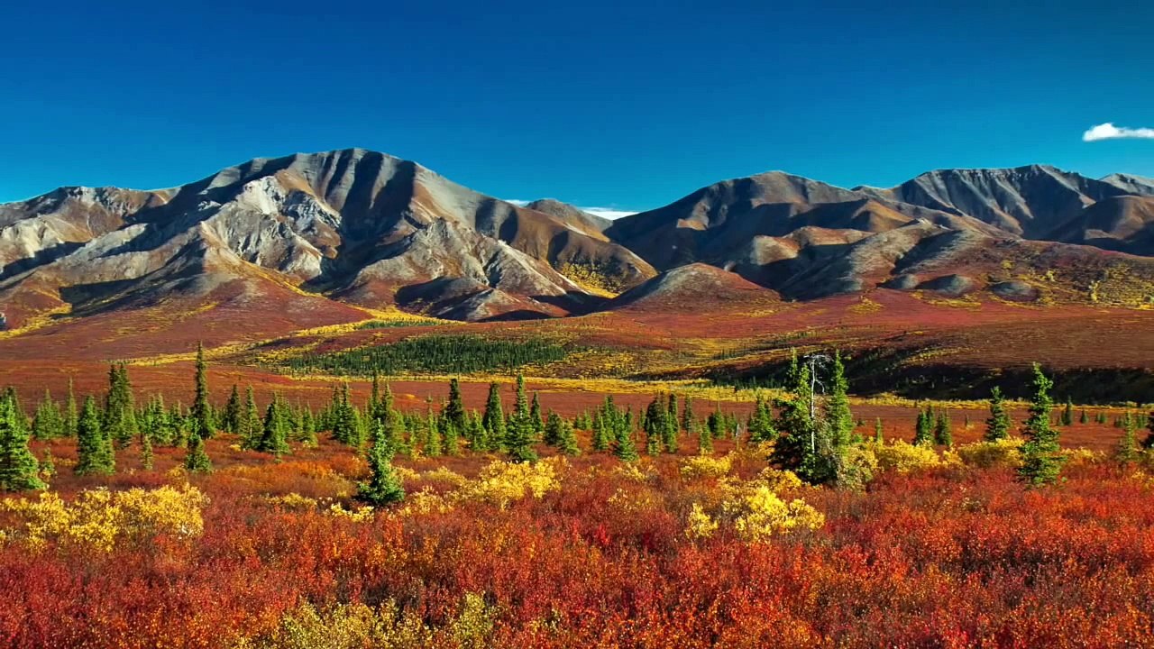 Music for dogs - Musica para perros - La musique pour les chiens. Stop dogs barking and help sleep.