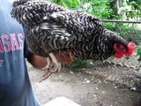 Como Cortar el Plumaje de Gallos/Gallinas Evitar Piojos y Desparacitar