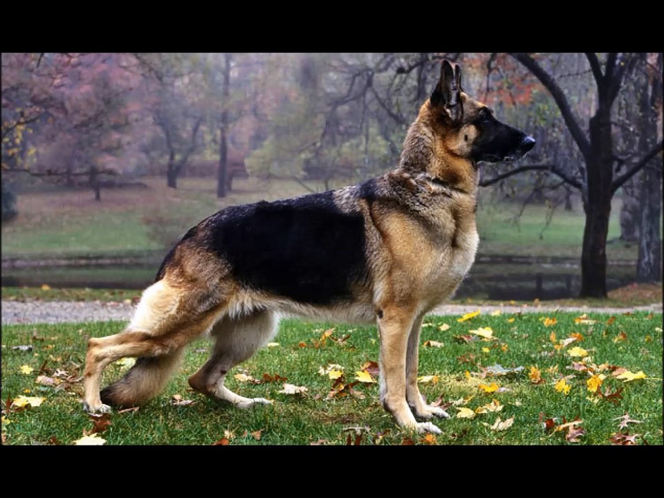 German Shepherd Dogs!