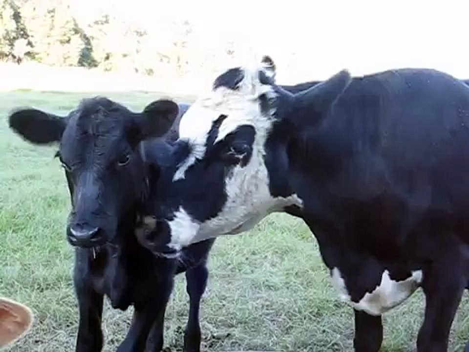 Sweet Moo Cows