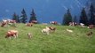 Cow Bells in a Swiss Alpine Meadow (July 2008)