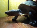 tortuga chachahua, pochitoque,casquito o cajita  (kinosternon) musk turtle