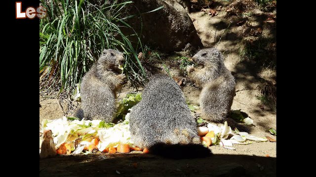 Les Marmottes d'Argelès Gazost