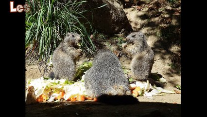 Les Marmottes d'Argelès Gazost