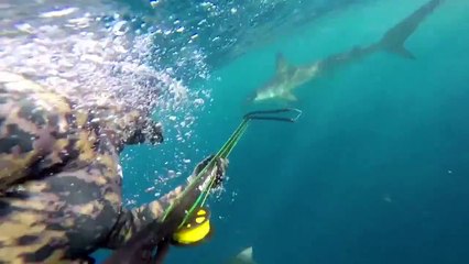 Deux plongeurs dans une situation dangereuse face à un requin-marteau affamé