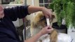 HF Lady Snickers Canine Ear Taping