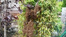 Essaimage d'abeilles et récupération de l'essaim en ruche