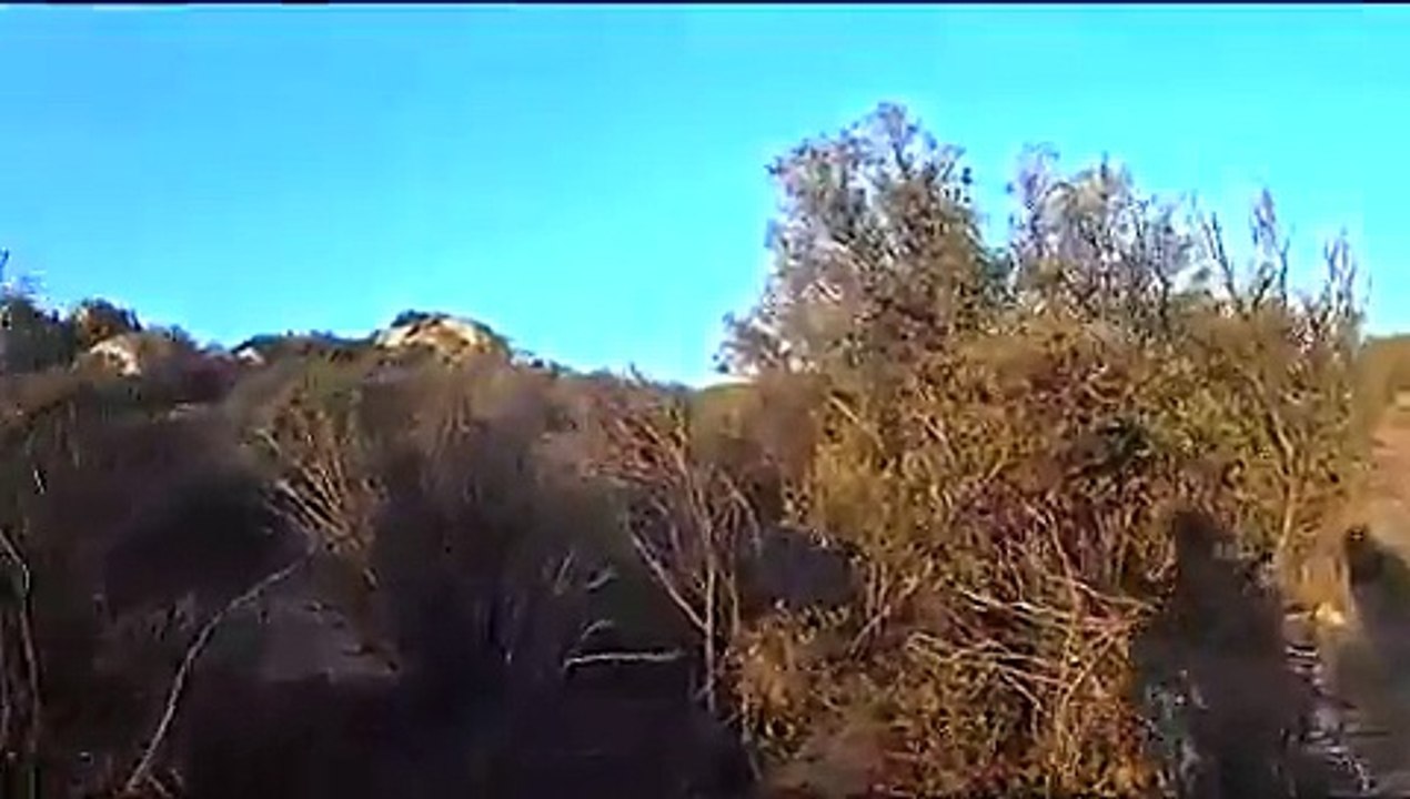 shotgun rabbit hunt 20 and 12 gauge, 8 cottontail rabbits total no dogs