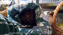 rehab Australian Bat Clinic & Wildlife Trauma Centre kangaroo, wallaby n some birds