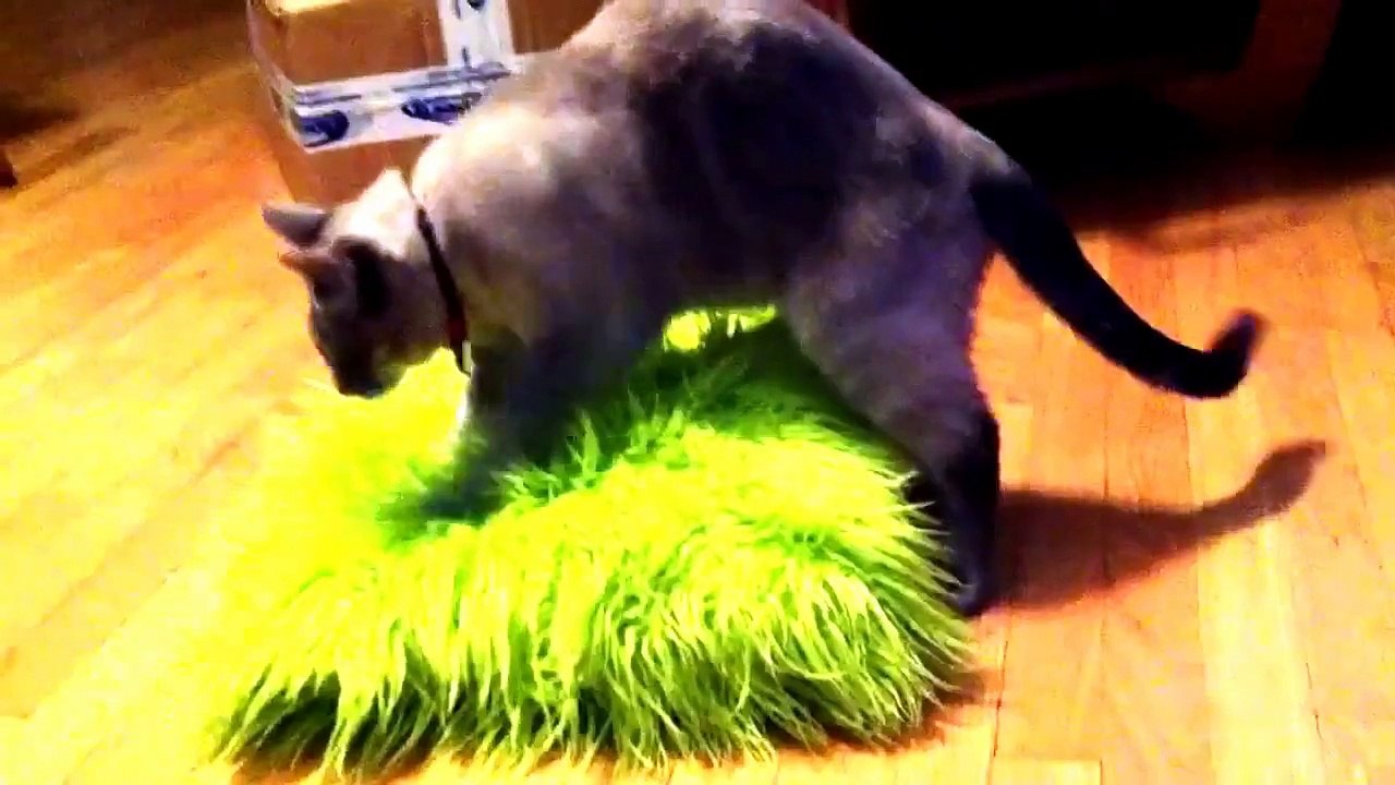 Funny cat