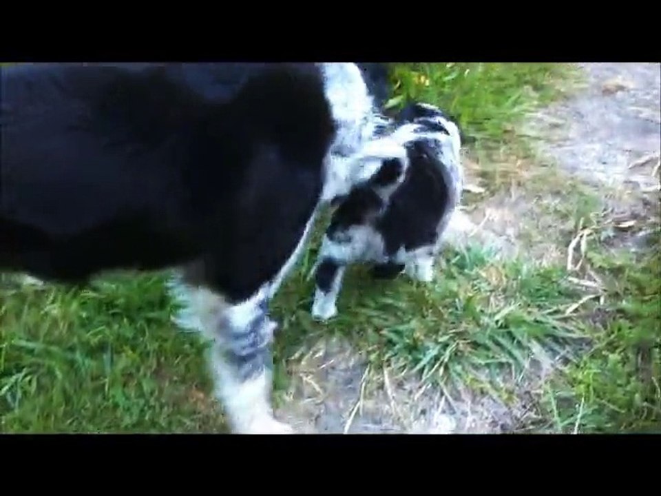 chiots DixieXBud 5 semaines et demi