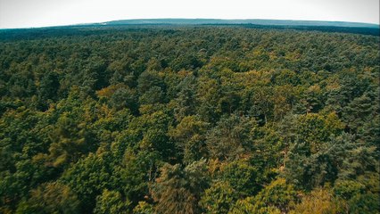 La forêt de Paimpont (tour de France de la biodiversité 8/21)
