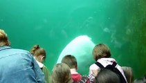 Polar Bear swims at Columbus Zoo Polar Frontier Exhibit